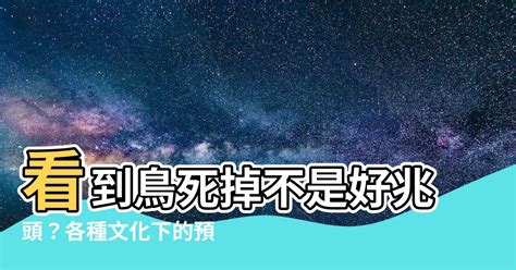 看到死掉的鳥|看到死掉的鳥預兆：你知道這背後的含意嗎？【看到死。